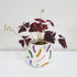 Oxalis triangularis (Purple Shamrock) - 7cm pots - Plantsmith | Indoor Plants Melbourne